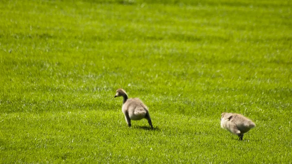 Канадський гусей — стокове фото