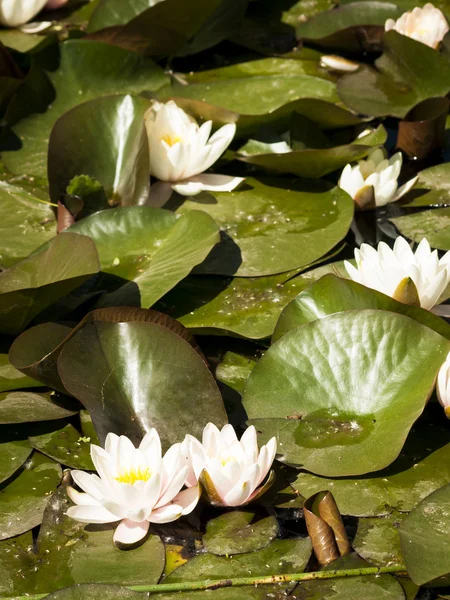 Water-lily — Stock Photo, Image