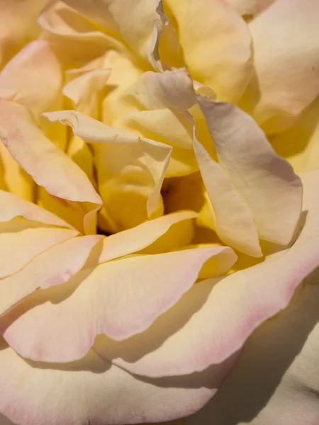Ogród rose — Zdjęcie stockowe
