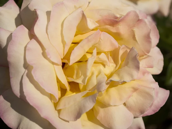 Tuin rose — Stockfoto