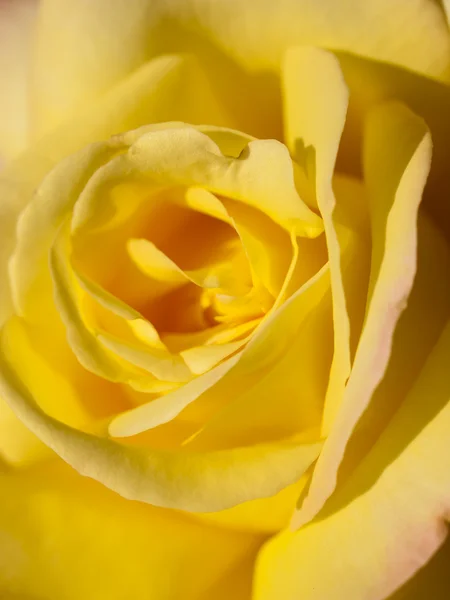 庭園のバラ — ストック写真