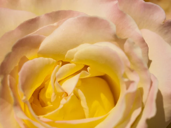 Kerti rózsa — Stock Fotó