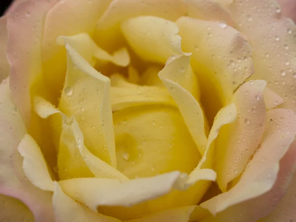 Садовая роза — стоковое фото