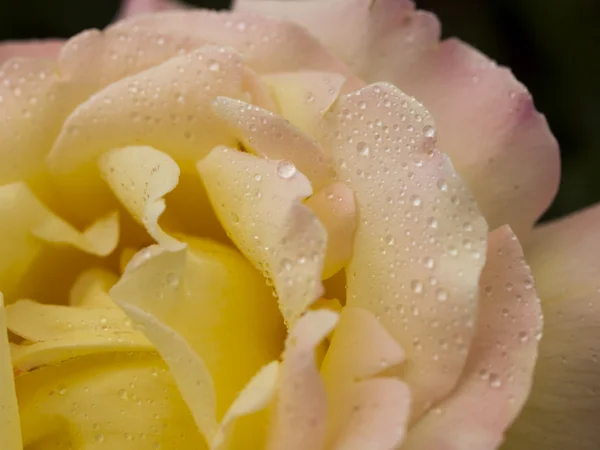 Rose de jardin — Photo