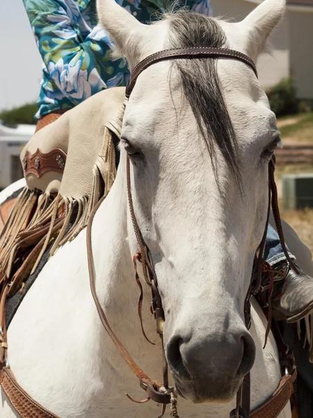 Jeździec konny — Zdjęcie stockowe