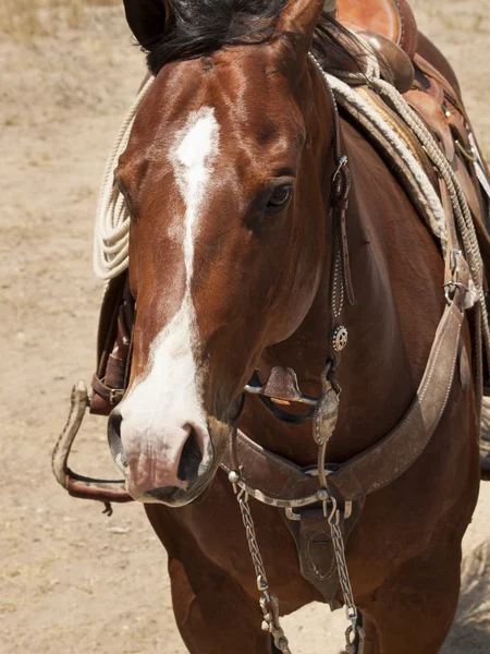 Jinete de caballos — Foto de Stock
