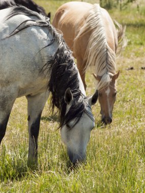 Horses grazing clipart