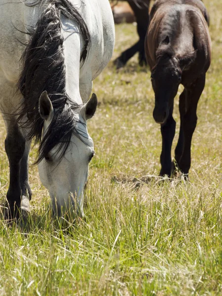 Выпас лошадей — стоковое фото