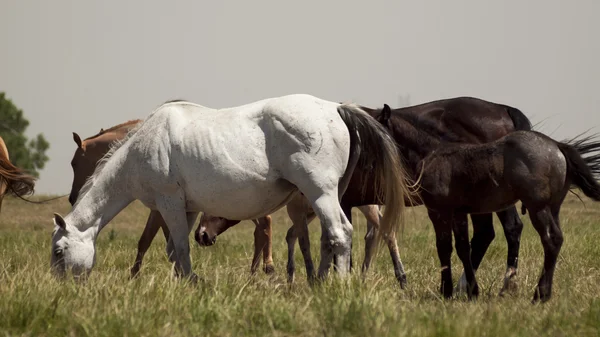Koně, pastva — Stock fotografie