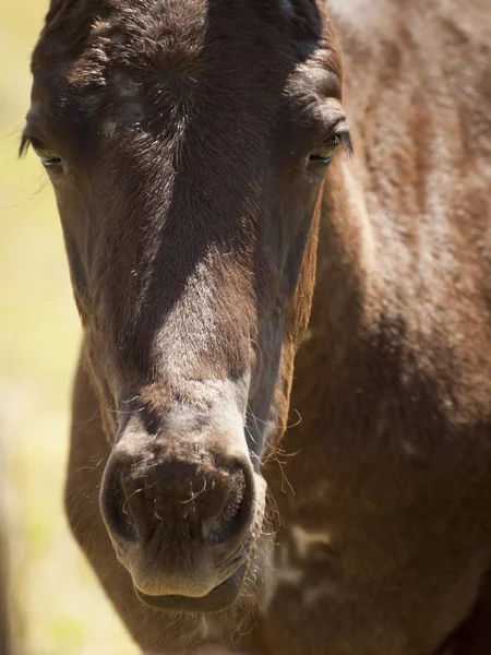 stock image Horses grazing