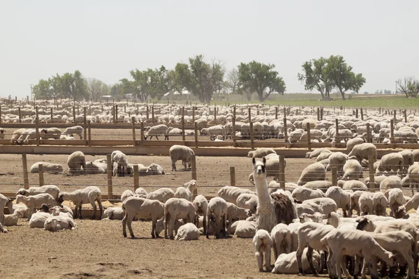 stock image Sheep