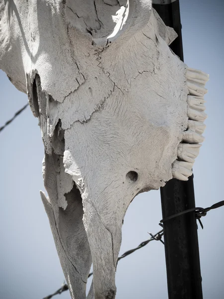 Inek kafatası — Stok fotoğraf