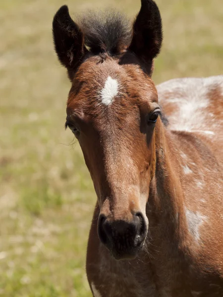 stock image Horses grazing