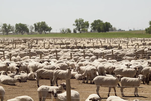 stock image Sheep