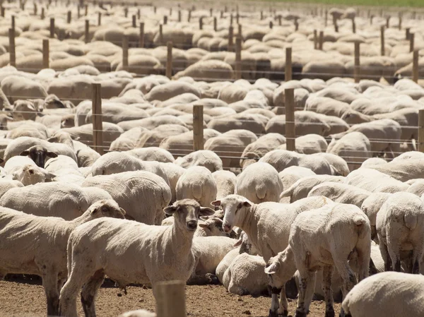 Stock image Sheep