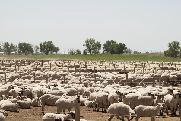 stock image Sheep