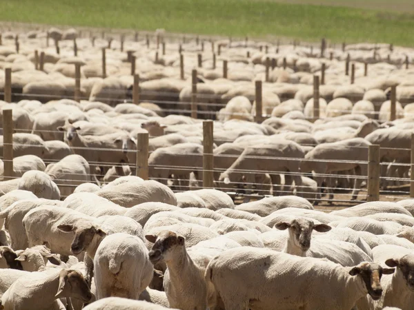 stock image Sheep