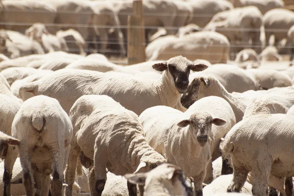 stock image Sheep