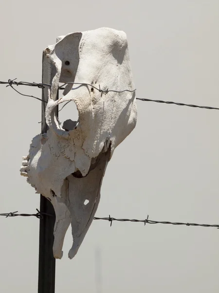Kráva lebka — Stock fotografie