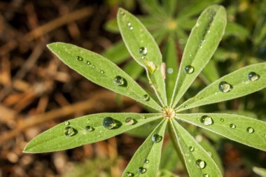 Simli lupine