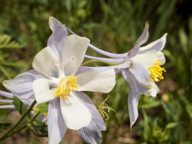 Columbine clipart