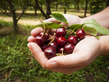 Cherry Farm clipart