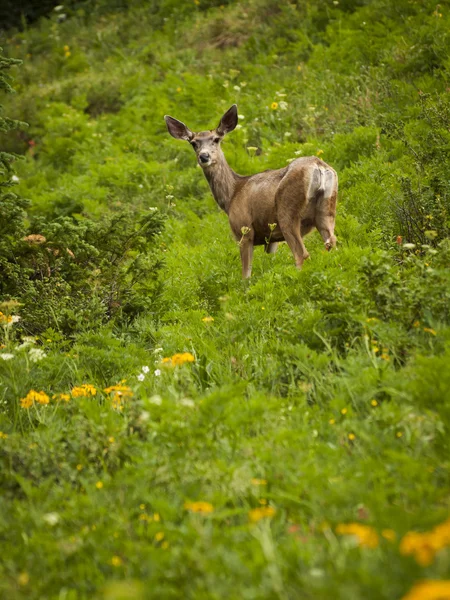 stock image Deer