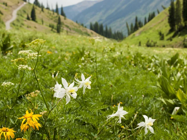 stock image Mountains