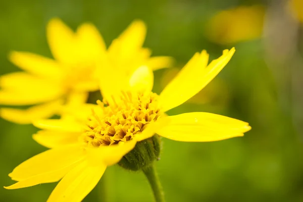 Aspen Sunflower — Stock Photo, Image