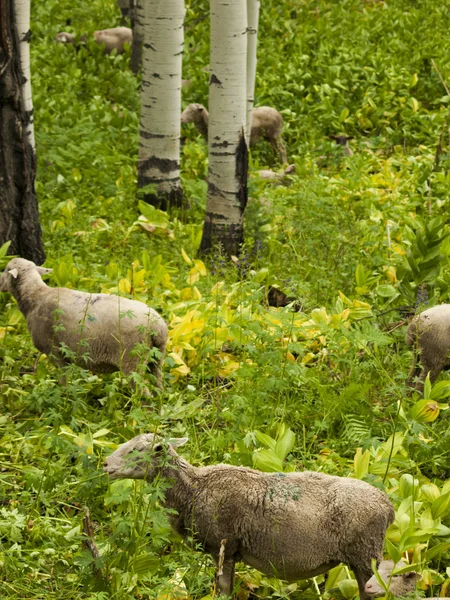 Sheepherd — 스톡 사진