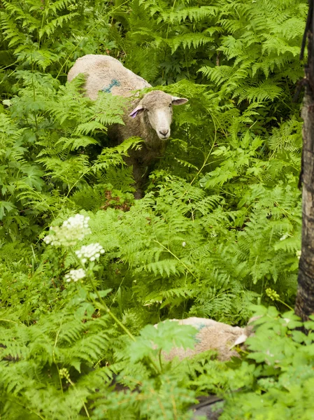 Sheepherd — Stok fotoğraf