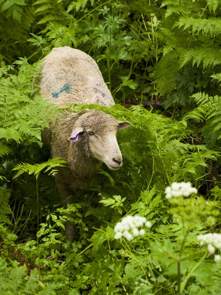 Sheepherd — Stok fotoğraf