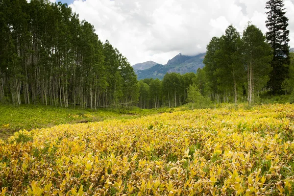 stock image Forest