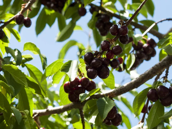 stock image Cherry Farm