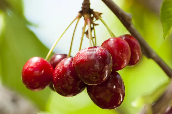 stock image Cherry Farm