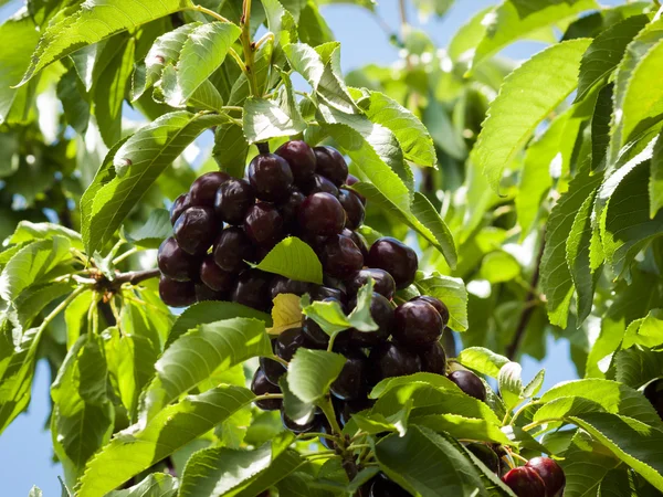 stock image Cherry Farm