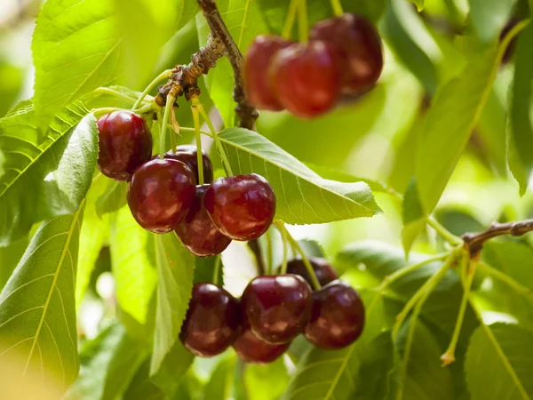 stock image Cherry Farm