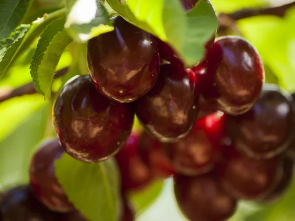 stock image Cherry Farm