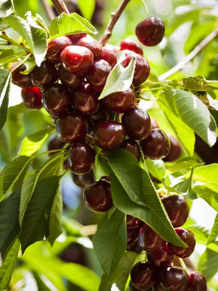 stock image Cherry Farm