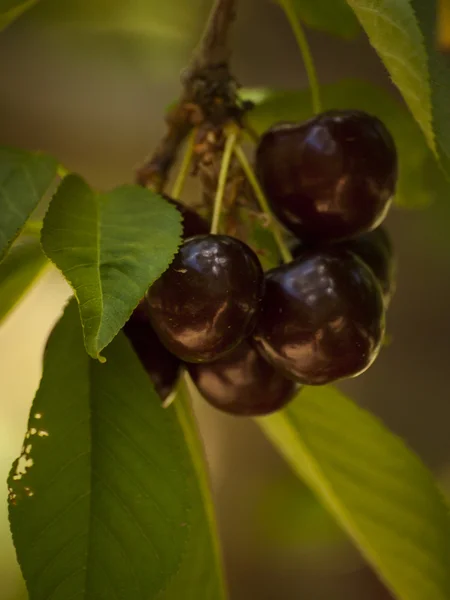 stock image Cherry Farm