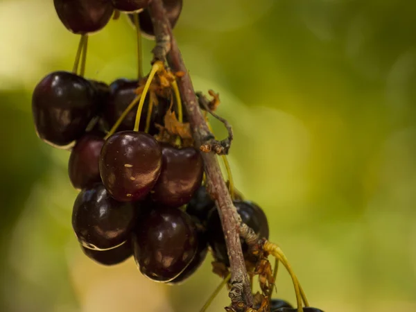 stock image Cherry Farm