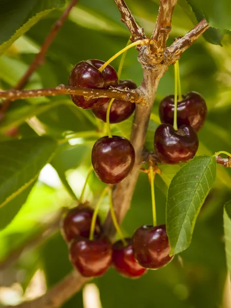 Stock image Cherry Farm