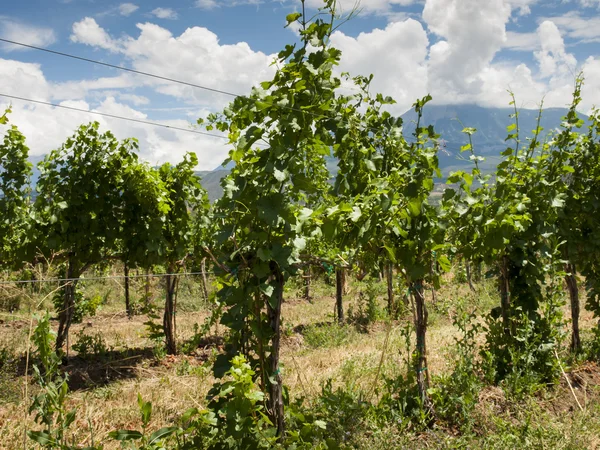 Winery — Stock Photo, Image