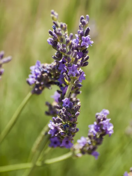 Lavendel — Stockfoto