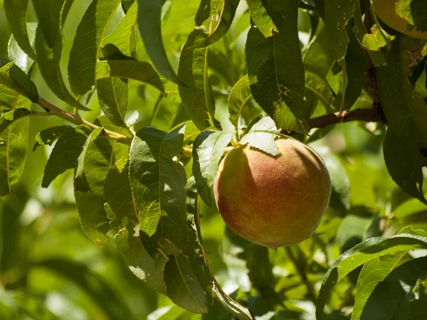 stock image Peach Farm