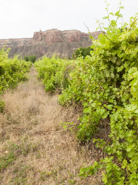 stock image Winery