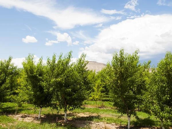 stock image Peach Farm