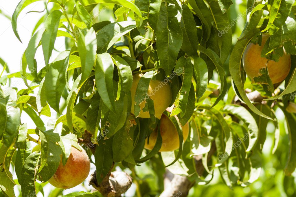 Peach Farm — Stock Photo © urban_light 11593331