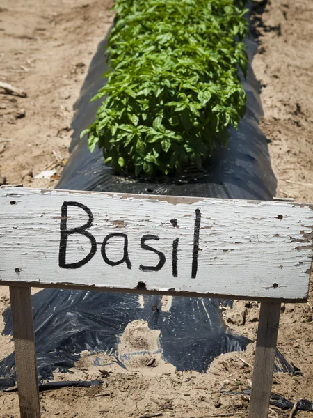 stock image Basil