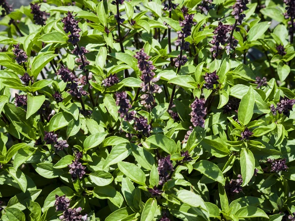 stock image Basil